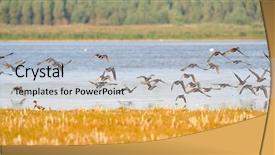  Presentation with flying - Presentation theme consisting of migratory birds - wild ducks flying background and a light blue colored foreground