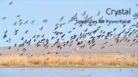  Presentation with geese flying - Presentation theme with migratory birds - wild geese flying background and a light blue colored foreground