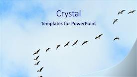  Presentation with geese flying - Cool new presentation theme with migratory birds - wild geese flying backdrop and a sky blue colored foreground