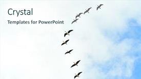  Presentation with geese flying - Audience pleasing slides consisting of migratory birds - wild geese flying backdrop and a sky blue colored foreground