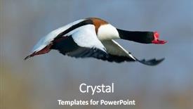  Presentation with birds flying - Presentation featuring migratory birds - wild goose flying tadorna tadorna background and a gray colored foreground