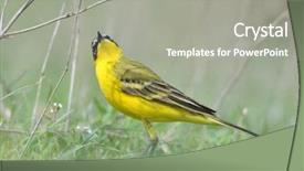  Presentation with skin care natural yellow - Cool new presentation theme with migratory birds - yellow wagtail motacilla flava backdrop and a gray colored foreground