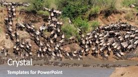  Presentation with kenya - Theme consisting of migratory blue wildebeest connochaetes taurinus background and a violet colored foreground