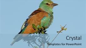  Presentation with kruger - Presentation theme enhanced with migratory european roller coracias garrulus background and a light blue colored foreground