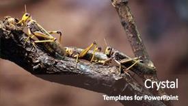  Presentation with locust - Audience pleasing slide set consisting of migratory locust locusta migratoria wildlife animal backdrop and a tawny brown colored foreground