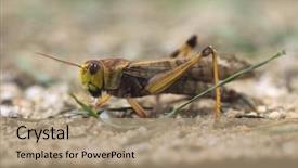  Presentation with locust - Theme having migratory locust locusta migratoria wildlife animal background and a coral colored foreground