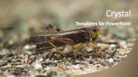  Presentation with locust - Slide set featuring migratory locust locusta migratoria wildlife animal background and a coral colored foreground