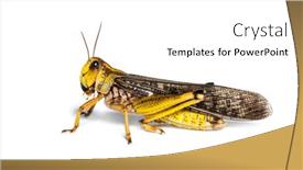  Presentation with locust - Presentation design consisting of migratory locust locusta migratoria in front of white background background and a white colored foreground