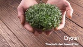  Presentation with microgreen - Beautiful PPT layouts featuring mikrobiologi - fresh microgreen sprouts in male backdrop and a violet colored foreground