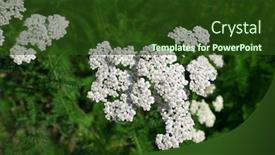  Presentation with herb - Cool new slide deck with milfoil plant herb achillea millefolium backdrop and a tawny brown colored foreground