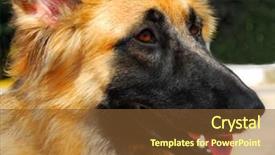  Presentation with german - PPT theme consisting of military k9 - young german shepherd with pretty background and a tawny brown colored foreground