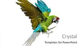  Presentation with military sexual assault - PPT theme having military-macaw-ara-militaris-flying background and a white colored foreground