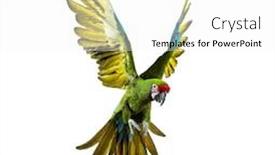  Presentation with military - Cool new PPT theme with military-macaw-ara-militaris-flying backdrop and a white colored foreground