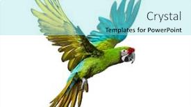  Presentation with military - Cool new presentation design with military-macaw-ara-militaris-flying backdrop and a arctic colored foreground