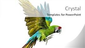  Presentation with military - Presentation theme featuring military-macaw-ara-militaris-flying background and a white colored foreground