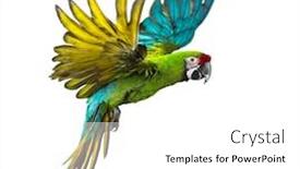  Presentation with military - Audience pleasing presentation design consisting of military-macaw-ara-militaris-flying backdrop and a white colored foreground