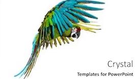  Presentation with military - PPT layouts enhanced with military-macaw-ara-militaris-flying background and a white colored foreground