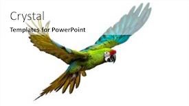  Presentation with military - Audience pleasing slide deck consisting of military-macaw-ara-militaris-flying backdrop and a white colored foreground