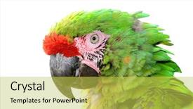  Presentation with military - Audience pleasing presentation design consisting of military macaw ara militaris mexicana backdrop and a  colored foreground