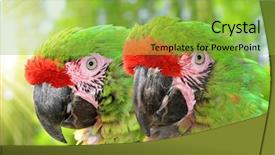  Presentation with military - Presentation theme consisting of military macaw ara militaris mexicana background and a yellow colored foreground