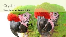  Presentation with military - Colorful PPT theme enhanced with military macaw ara militaris mexicana isolated on white background backdrop and a blonde colored foreground