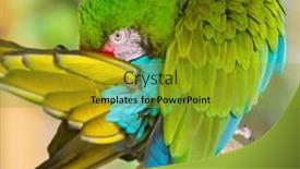  Presentation with military - Theme having military-macaw-ara-militaris background and a gold colored foreground
