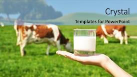  Presentation with cow - Presentation theme featuring rustic wedding - white chairs suitcase flowers lawn background and a cream colored foreground