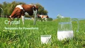  Presentation with cow milk - Beautiful presentation theme featuring milk against herd of cow backdrop and a tawny brown colored foreground