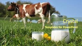  Presentation with cow milk - Audience pleasing slide set consisting of milk against herd of cow backdrop and a tawny brown colored foreground