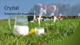  Presentation with cow milk - Audience pleasing slides consisting of milk against herd of cow backdrop and a teal colored foreground