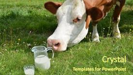  Presentation with cow milk - Presentation theme consisting of milk and cows emmental region background and a  colored foreground
