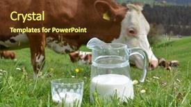  Presentation with cow milk - PPT theme consisting of milk and cows emmental region background and a tawny brown colored foreground