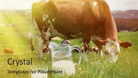  Presentation with cow milk - Slide set having milk and cows emmental region background and a yellow colored foreground