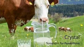  Presentation with region - Beautiful PPT theme featuring milk and cows emmental region backdrop and a yellow colored foreground