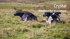  Presentation with rural america - Presentation enhanced with milk cow blue color - dairy cattle laying down background and a  colored foreground