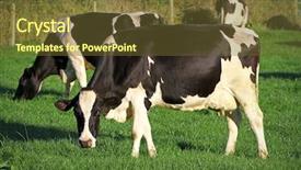  Presentation with cow milk - Presentation theme having milk cow on irish meadow background and a tawny brown colored foreground