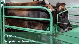  Presentation with holstein cows at dairy farm - Colorful slide deck enhanced with milk cows at a farm in botswana africa backdrop and a ocean colored foreground