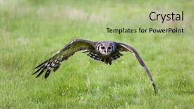  Presentation with eagle - Colorful PPT layouts enhanced with milk eagle owl in flight backdrop and a mint green colored foreground