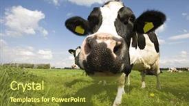  Presentation with cow milk - PPT layouts consisting of milk farm - dutch cow background and a  colored foreground