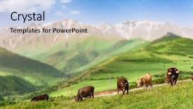  Presentation with green mountains - Cool new PPT theme with milk farm - herd of cows grazing backdrop and a light blue colored foreground