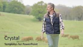  Presentation with cattle - Cool new PPT theme with milk produce - farmer walking in field backdrop and a mint green colored foreground