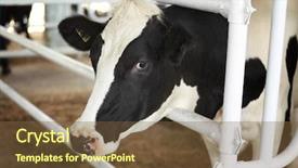  Presentation with cow milk - Amazing presentation design having milk production - cow in corral backdrop and a tawny brown colored foreground