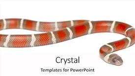  Presentation with lentil milk - Colorful PPT theme enhanced with milk snake lampropeltis triangulum nelsoni backdrop and a  colored foreground
