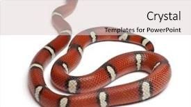  Presentation with white milk - PPT theme with milk snake or milksnake lampropeltis background and a lemonade colored foreground