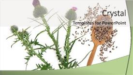  Presentation with milk thistle - Cool new PPT theme with milk thistle herb plant backdrop and a light gray colored foreground