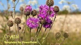  Presentation with milk thistle - Colorful PPT theme enhanced with milk-thistle-plant-herbal-remedy backdrop and a tawny brown colored foreground