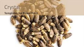  Presentation with milk thistle - PPT layouts enhanced with milk-thistle-seeds-isolated background and a coral colored foreground