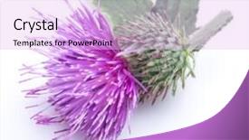  Presentation with milk thistle - PPT layouts consisting of milk thistle silybum flower isolated background and a  colored foreground