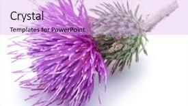  Presentation with milk thistle - Presentation having milk thistle silybum flower isolated background and a lavender colored foreground