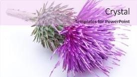  Presentation with milk thistle - Cool new presentation theme with milk thistle silybum flower isolated backdrop and a lavender colored foreground